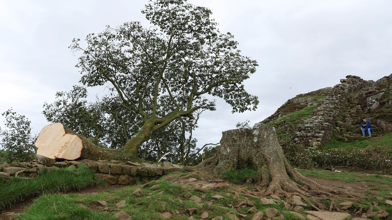 The Deliberate Felling of the Famous Sycamore Gap Tree in Britain