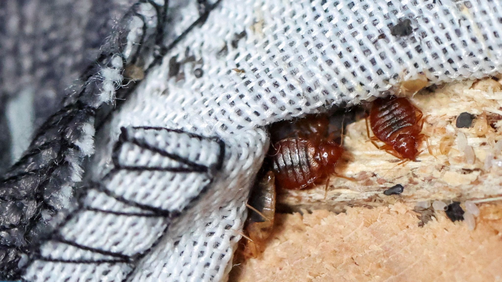 Identifying the Bedbug Outbreak in Paris