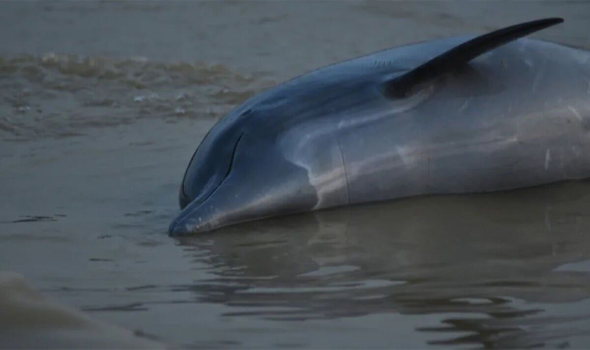 Deforestation in the Amazon: The Tragic Impact on Dolphins
